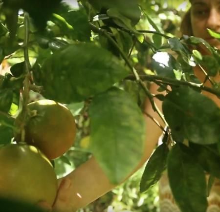 Paradise Eco Village Pahoa 外观 照片