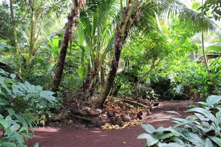Paradise Eco Village Pahoa 外观 照片