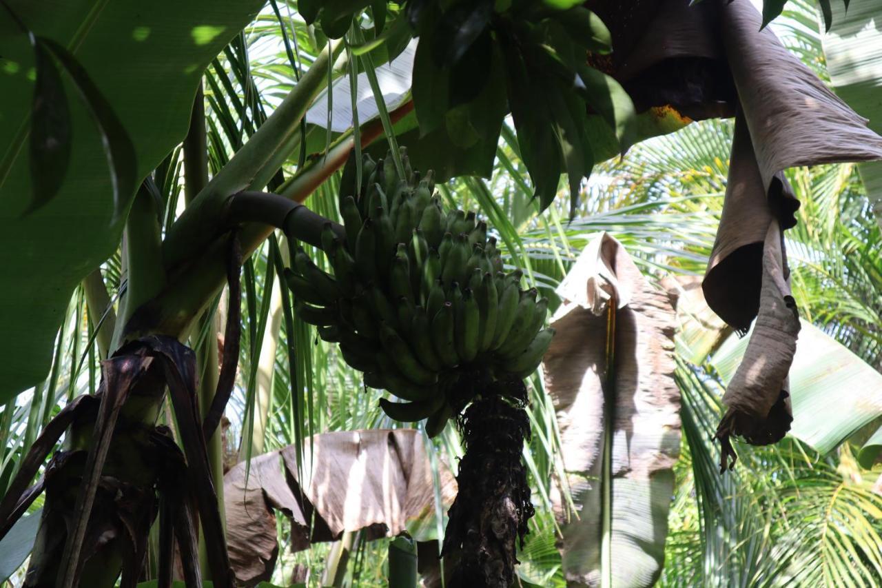 Paradise Eco Village Pahoa 外观 照片