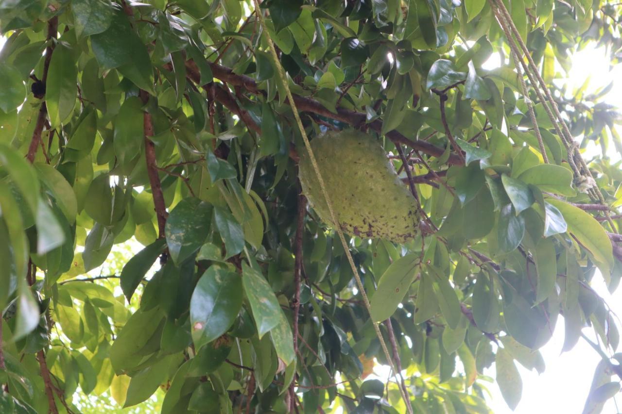Paradise Eco Village Pahoa 外观 照片