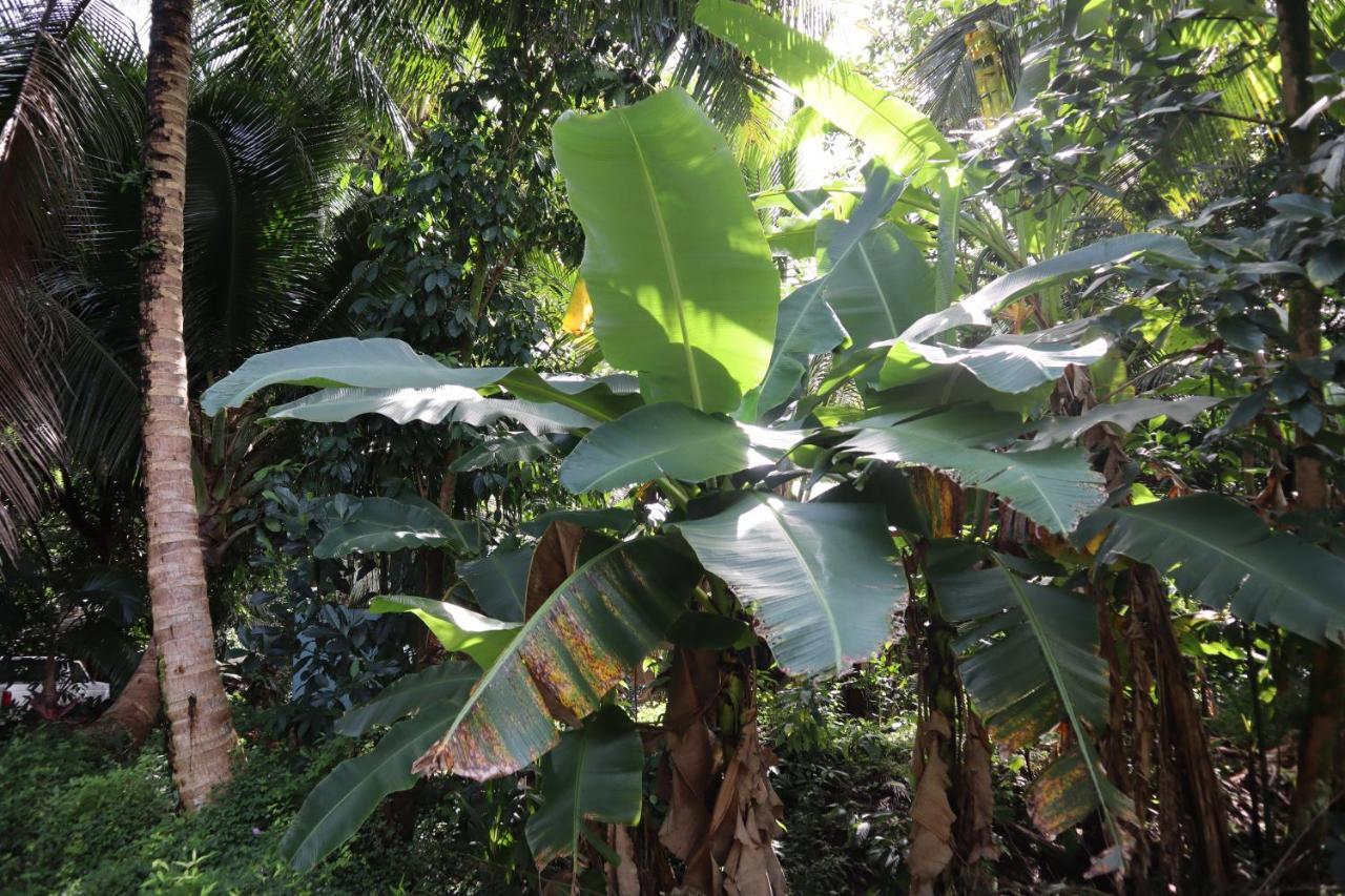 Paradise Eco Village Pahoa 外观 照片