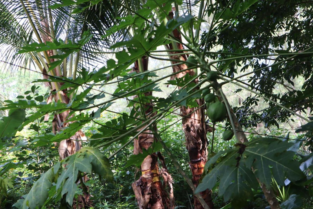 Paradise Eco Village Pahoa 外观 照片