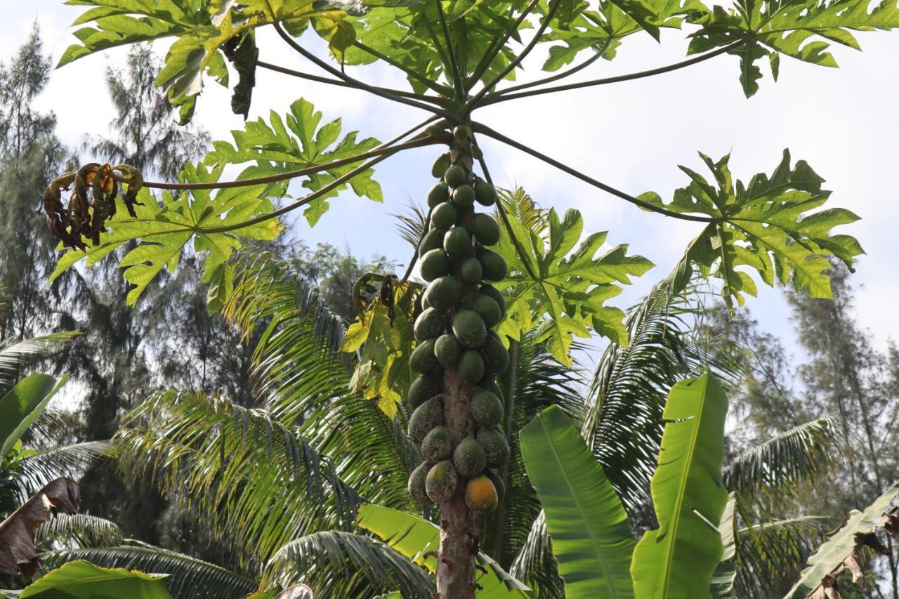 Paradise Eco Village Pahoa 外观 照片